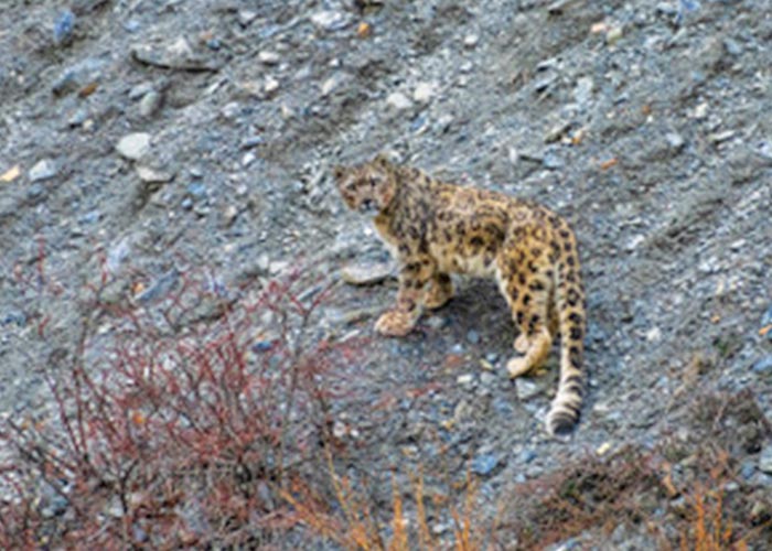 Snow Leopard spotted in Manang