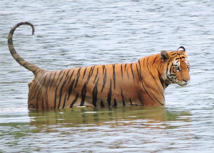 bardiya-national-park-tiger