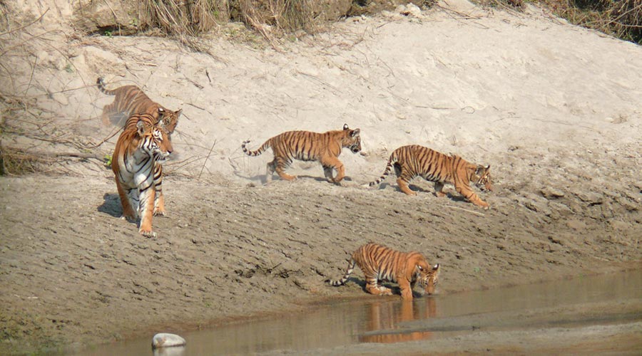 tigers at bardiya national park