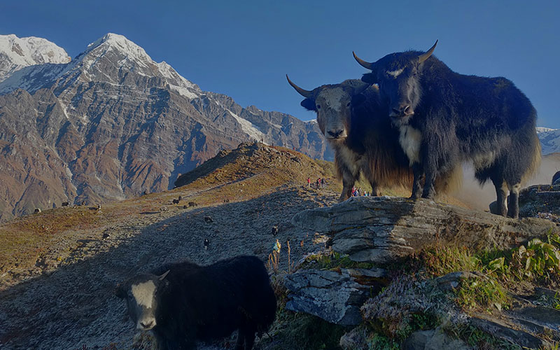 himalayan yak seen during mardi himal trek